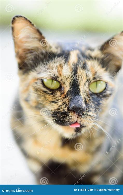 Close Up Of Cat Stick Tongue Out Stock Photo Image Of Tongue Kitten