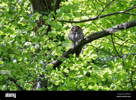 Tawny Owl Strix Aluco Roosting In A Tree Near To Its Nest Stock Photo