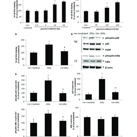 Effects of UA on gamma irradiation induced NF κB activation A