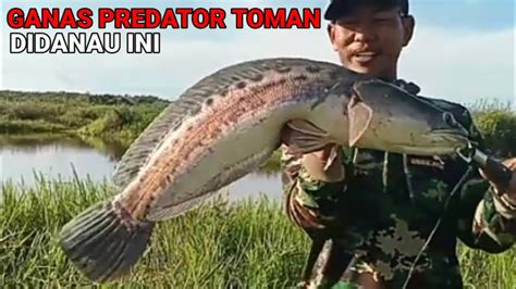 KEWALAHAN MONSTER TOMAN DI DANAU INI SANGAT GANAS MANCING IKAN