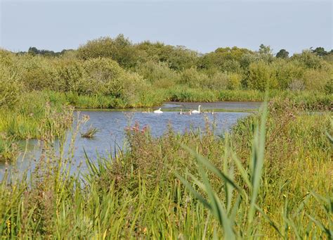 Cygnus olor Mute swan Cygne tuberculé An alarc h rou Flickr