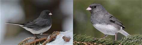 types  grey birds   north carolina  bird watching hq