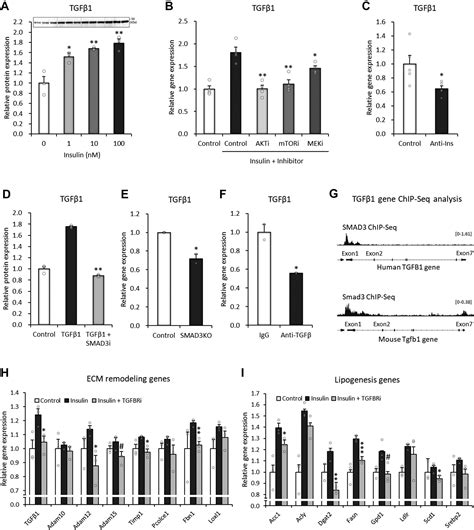 Transforming Growth Factor β1 Signaling Links Extracellular Matrix Remodeling To Intracellular