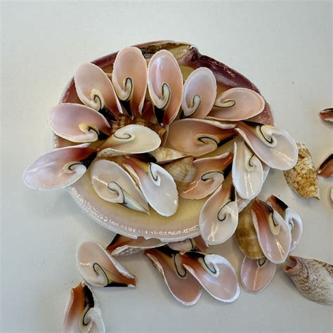 15 Lily Cut Strombus Luhuanus Shells Approx 1 1 5 Beautifully Cut