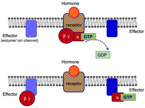 Hormone Receptors and Signalling Flashcards | Quizlet