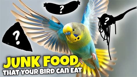 9 Human Foods You Never Knew Your Bird Can Eat Youtube