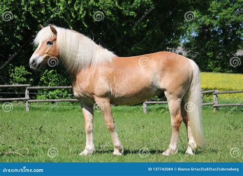 Haflinger Horse Portrait On The Paddock Stock Photo Image Of Liberty