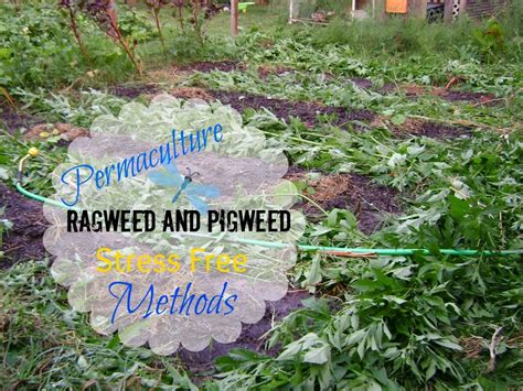 TSG: Permaculture Methods For Ragweed And Pigweed