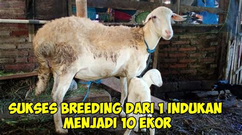 SUKSES BREEDING DOMBA DARI 1 INDUKAN MENJADI 10 EKOR YouTube