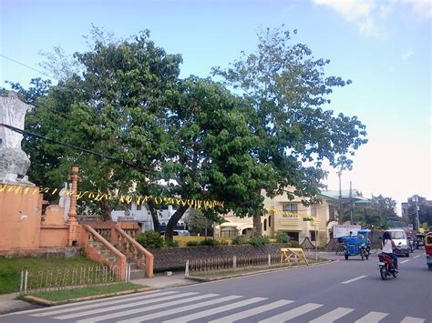 My Calbayog Diary Yellow Ladies To Meet In Calbayog Today