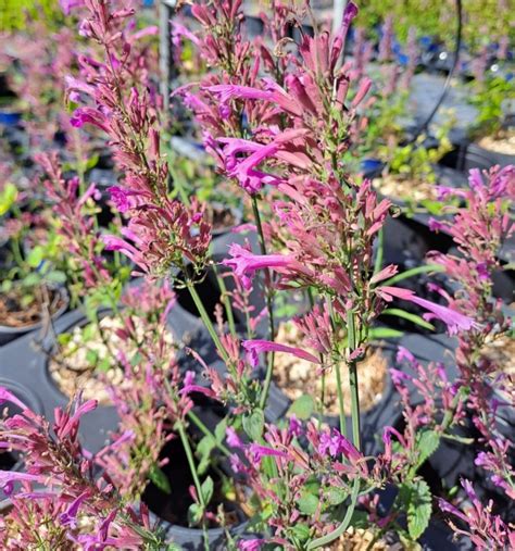 Agastache Cana Heather Queen Les Arômes Du Grès