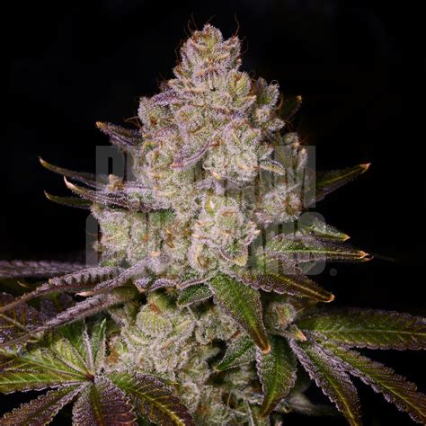 Discover Cherry Pie Weed Strain High Quality Seeds For Cannabis