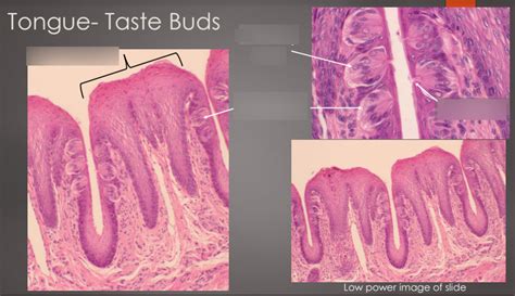 Tongue Taste buds Diagram | Quizlet