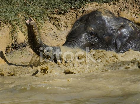 Elephant Swimming Stock Photo | Royalty-Free | FreeImages