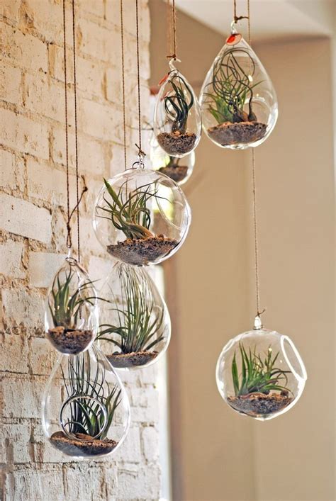 14 Ways To Decorate With Air Plants Aka The New Succulent Air