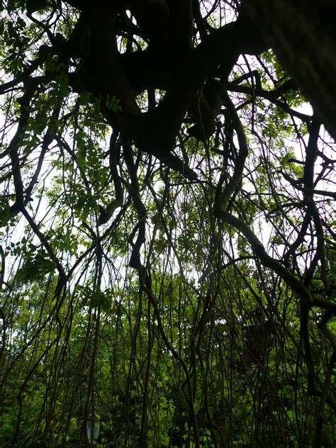 Gambar Pohon Alam Outdoor Gurun Cabang Menanam Sinar Matahari Daun Bunga Bagasi Liar