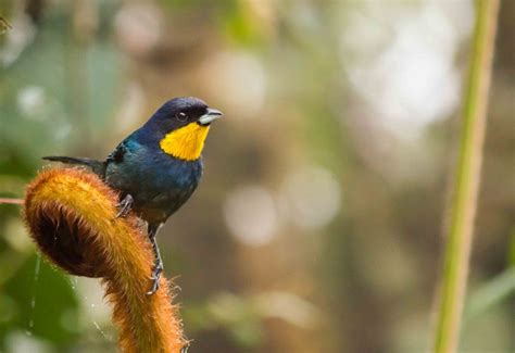 Purplish-mantled Tanager/ Tangara à cape bleue/ Iridosornis ...