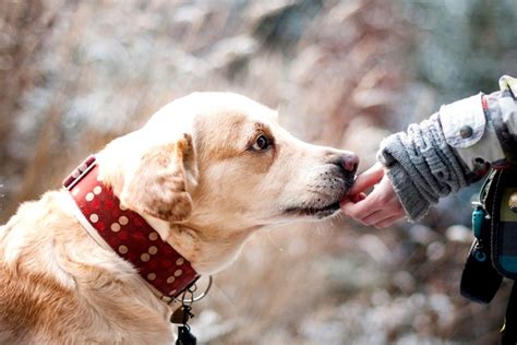 Qu Hacer Si Tu Perro Ladra A La Gente Redcanina Es