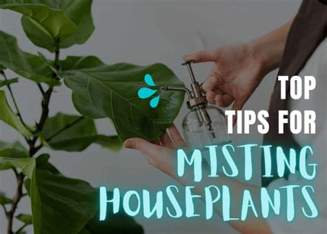 Top Tips For Misting Your Indoor Plants Eden Indoors