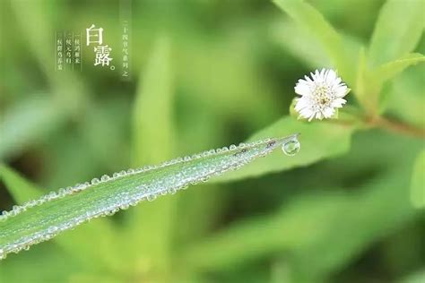 白露节气祝福语，唯美简短 问候句子文案配图 说明书网