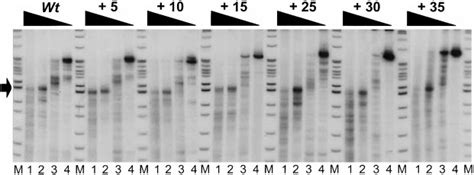 Micrococcal Nuclease Digestion Of Reconstituted Nucleosome Cores