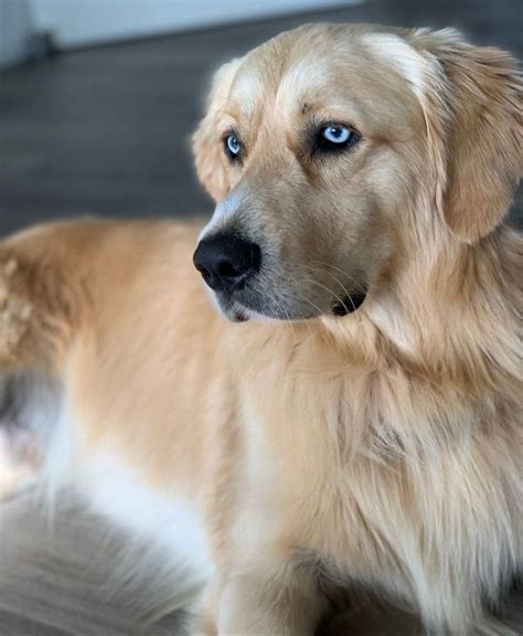 Goberian Golden Retriever Siberian Husky Mix