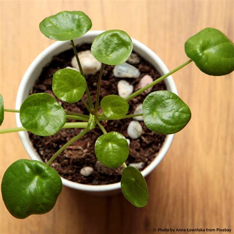 Money Plants That May Bring Wealth And Good Fortune In Home