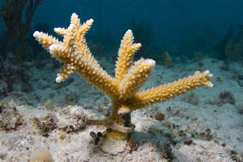 Coral Reefs In Miami Keys Get Help Fl Keys News