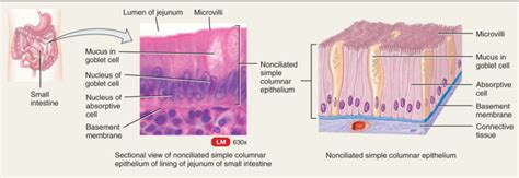 Simple Columnar Epithelium Labeled Diagram