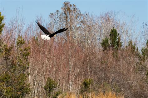 Bald Eagle Released Back Into The Wild After Treatment At Uf And