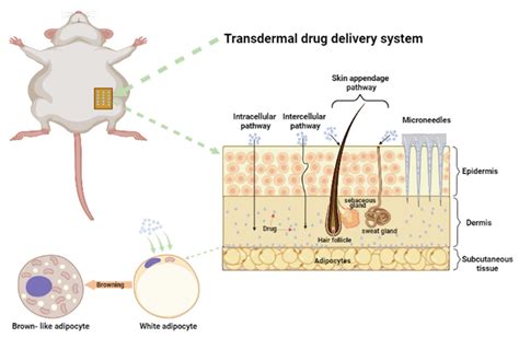 Ijms Free Full Text Transdermal Drug Delivery Systems And Their Use