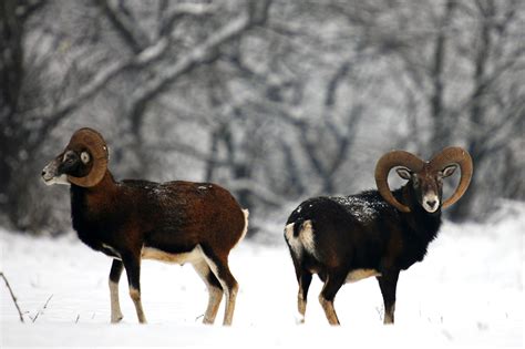 A Pair Of Rams In The Winter Image Free Stock Photo Public Domain