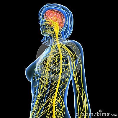 Side View FeMale Brain Anatomy With Nervous System Royalty Free Stock