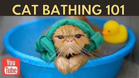 How To Bathing Your Feline Without A Scratch Cats Facts YouTube