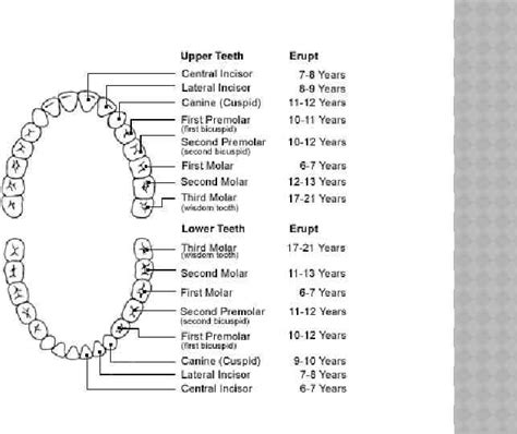 Forensic Odontolo Gy Dental Forensics Forensic Dentistry Slideey