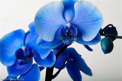 How To Care For Orchids Flower