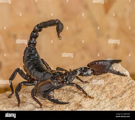 Deadly Desert Scorpion Hi Res Stock Photography And Images Alamy