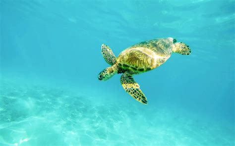 Cute Baby Sea Turtles In The Water