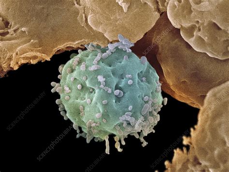 Embryonic Stem Cells Sem Stock Image G Science Photo Library