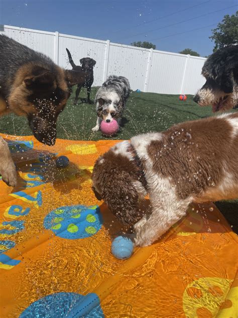 Grooming and Doggy Daycare Gallery - River Paws