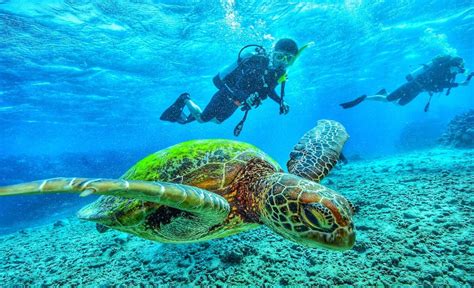 Scuba Diving In Florida: The 20 Greatest Dive Sites