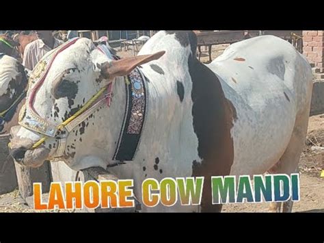 Live Deal COW Mandi Lahore Sahiwal Cholistani Bachre Qurbani 2023