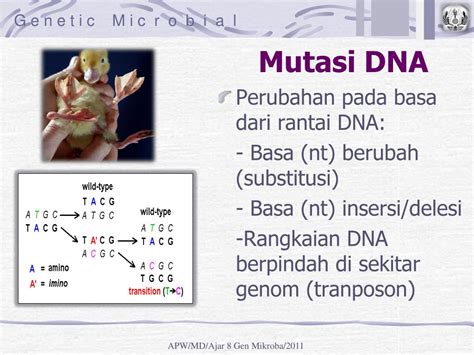 Ppt Ajar 8c Mutasi Dna Powerpoint Presentation Free Download Id