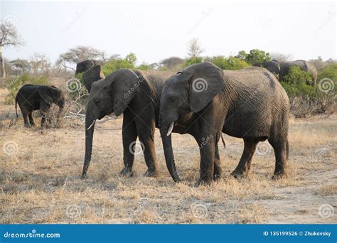 Herd Of African Bush Elephants In Kruger National Park Stock Photo