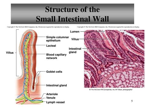 Lumen Of Intestinal Gland