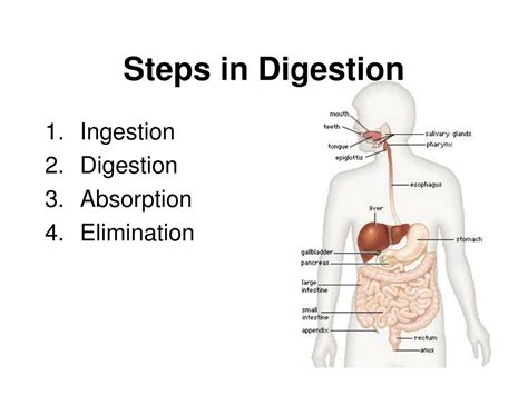 Ppt Tissues And Organ Systems Powerpoint Presentation Free Download Id 6878946