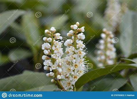 Laurel cherry stock photo. Image of botany, prunus, shrub - 270783832