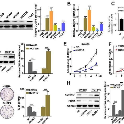 Dusp4 Promoted Metastasis And Proliferation Of Colorectal Cancer Cells