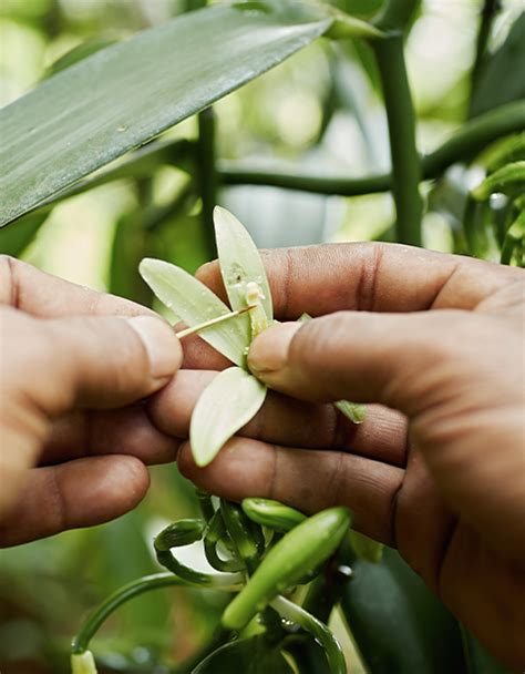 La Vanille de A à Z Tout Savoir sur la Vanille Norohy