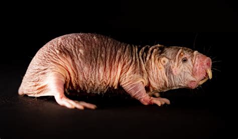 Naked Mole Rats Speak Folk Dialects Techzle
